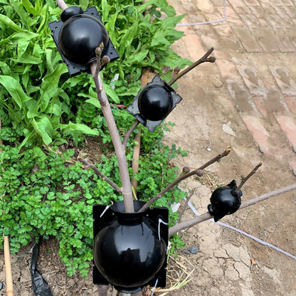 50% OFF--Plant Root Growing Box