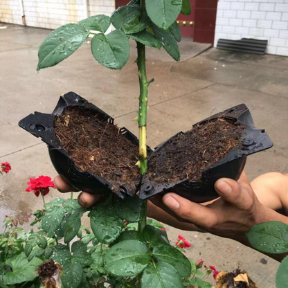 50% OFF--Plant Root Growing Box
